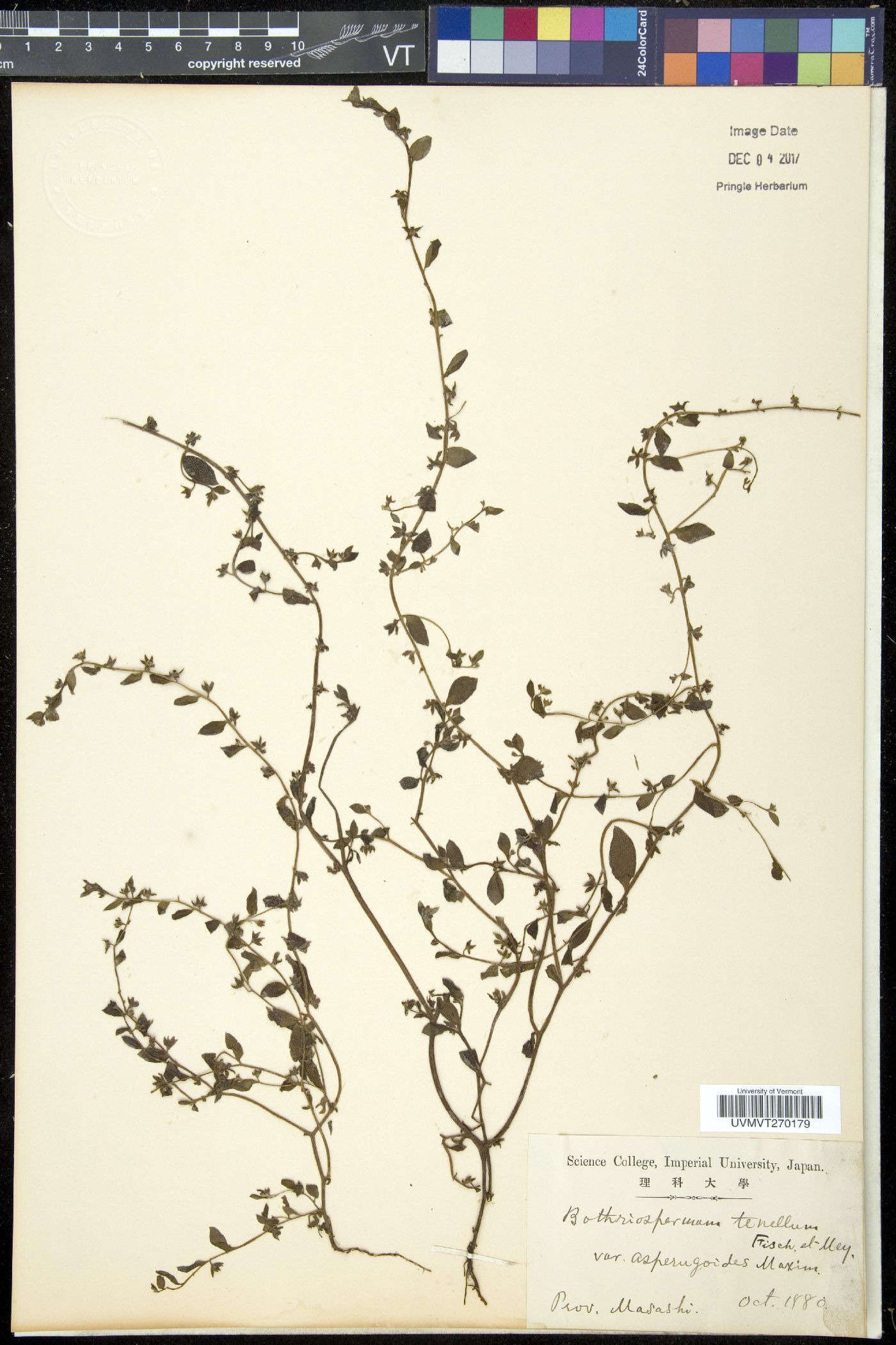 Bothriospermum zeylanicum image