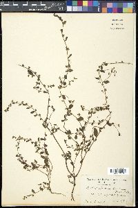 Bothriospermum zeylanicum image