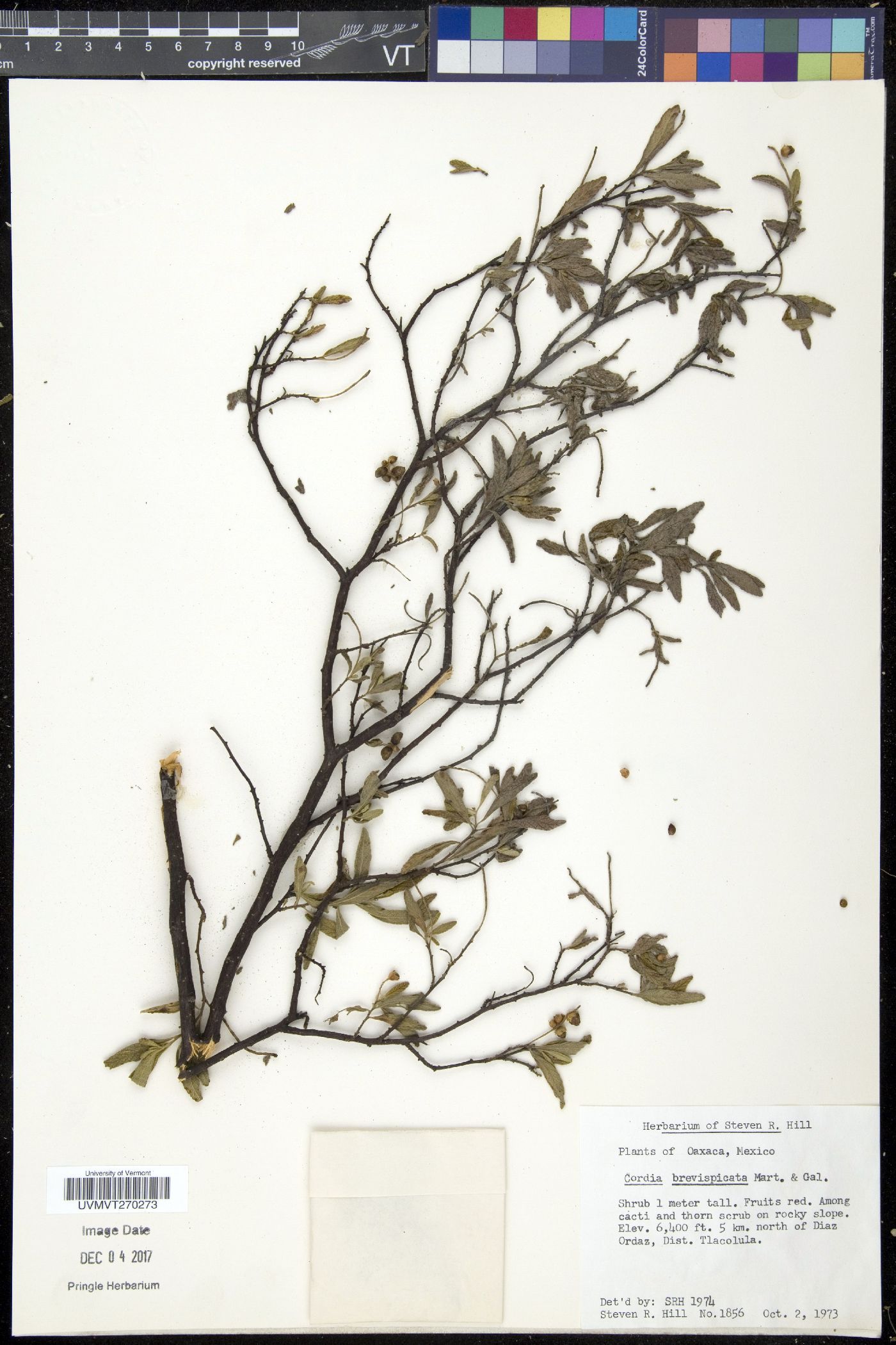 Cordia brevispicata image