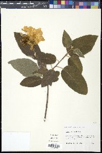 Cordia boissieri image