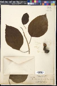 Cordia subcordata image