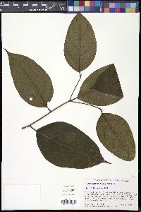 Cordia sinensis image