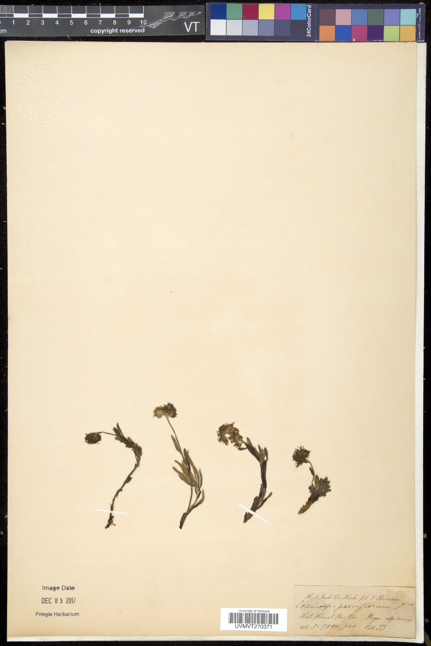 Decalepidanthus parviflorus image
