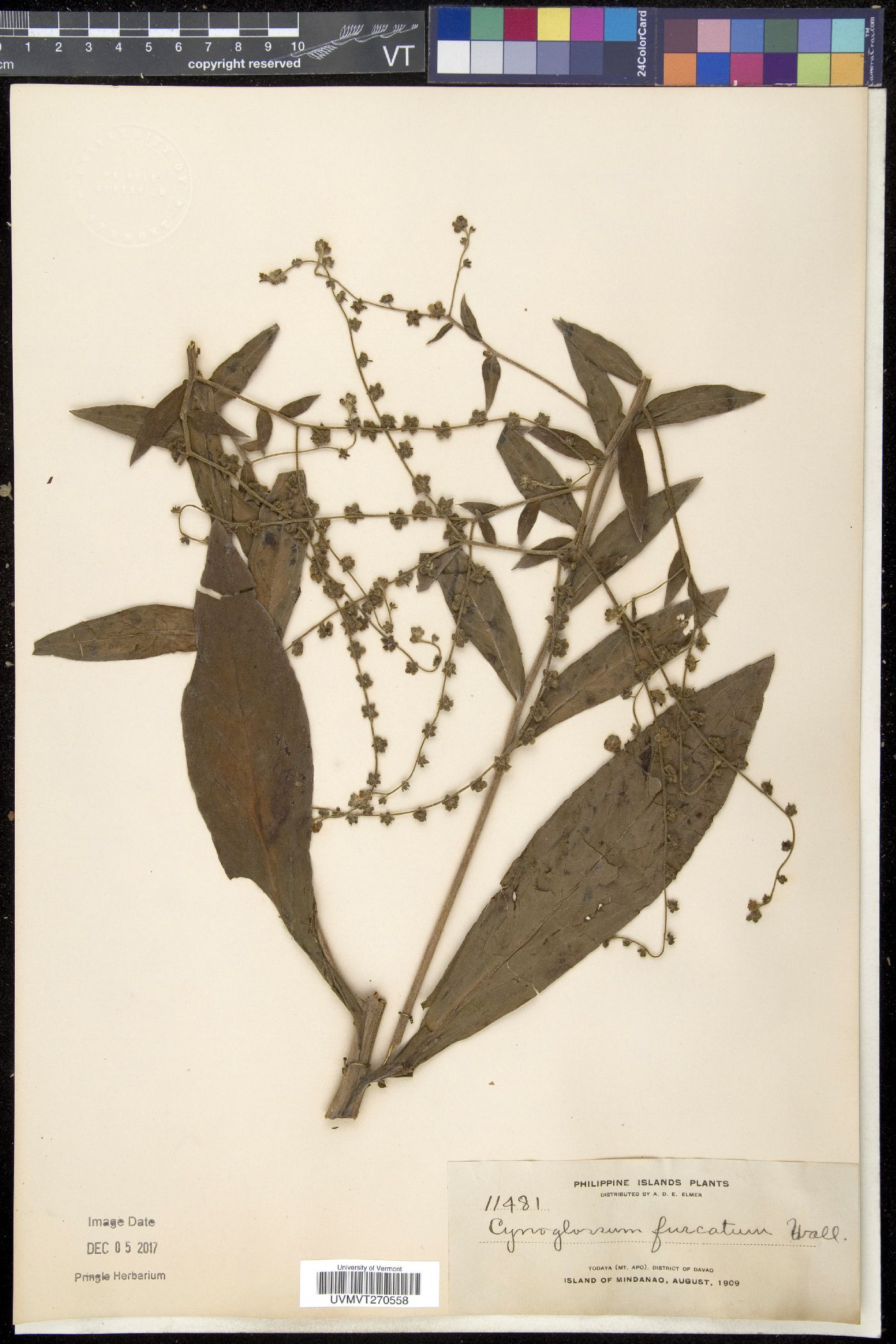Cynoglossum furcatum image
