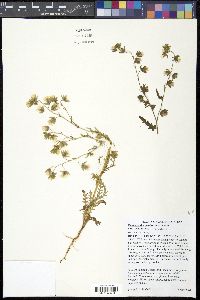 Emmenanthe penduliflora image