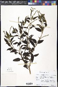 Heliotropium angiospermum image