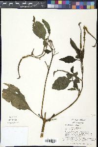 Heliotropium indicum image