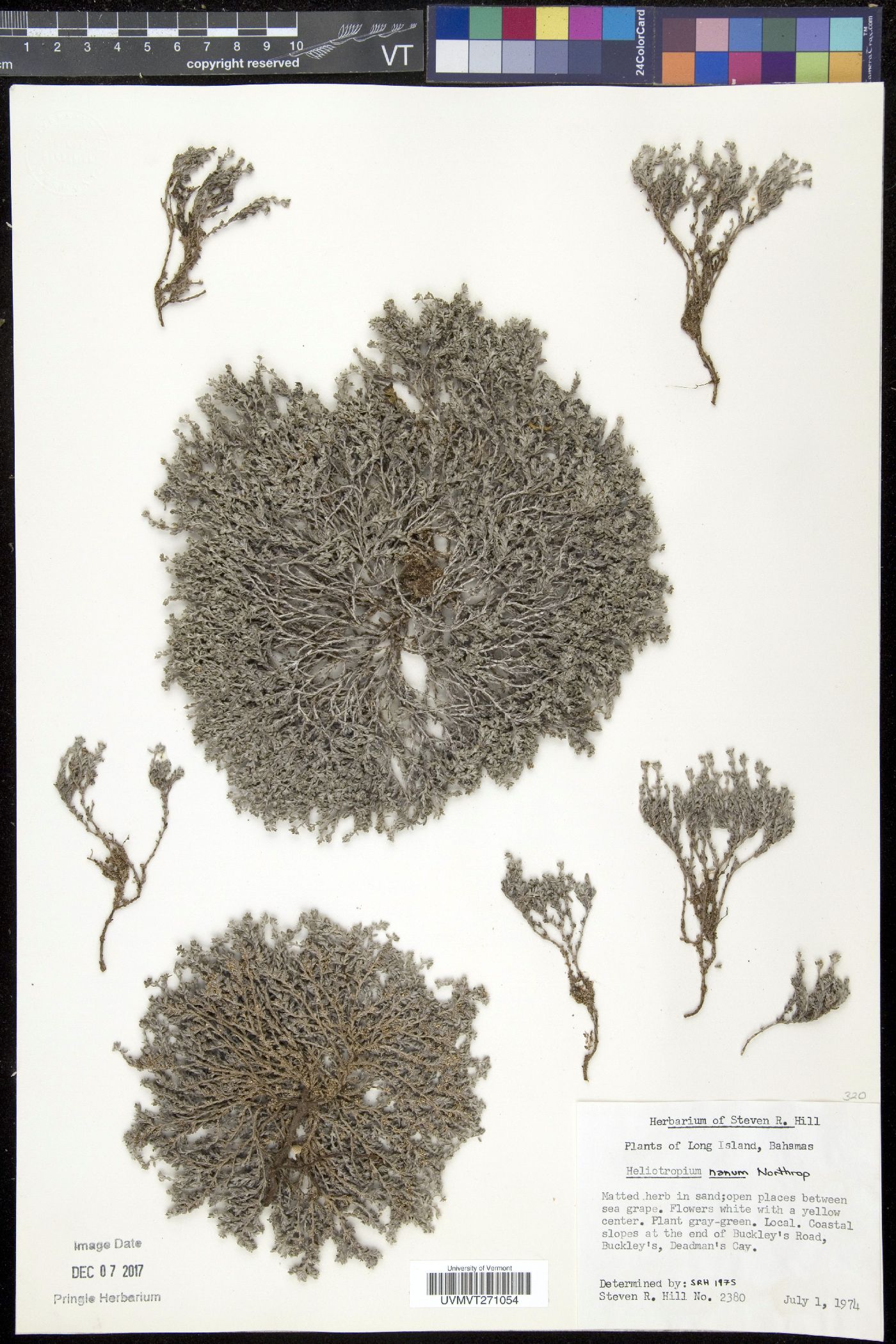 Heliotropium nanum image