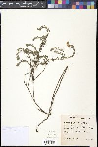 Heliotropium polyphyllum image