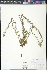 Lithospermum matamorense image