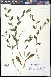 Lithospermum tuberosum image