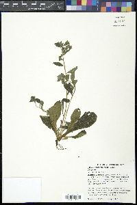 Lithospermum tuberosum image