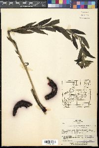Image of Lithospermum erythrorhizon