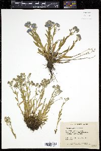 Myosotis alpestris image