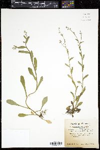 Myosotis macrosperma image