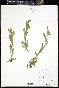 Myosotis macrosperma image