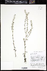 Myosotis verna image