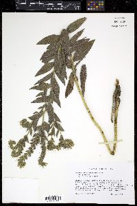 Onosmodium hispidissimum image