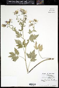 Phacelia bipinnatifida image