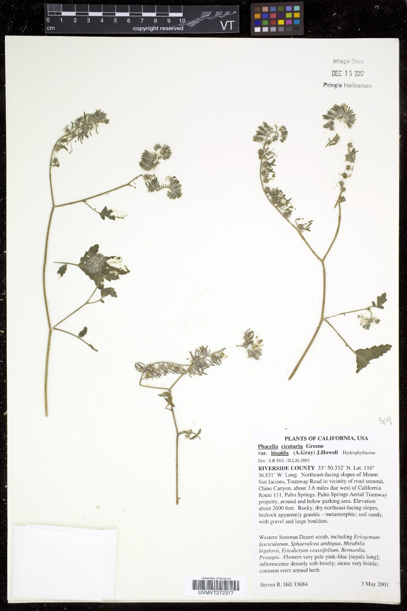 Phacelia cicutaria var. hispida image