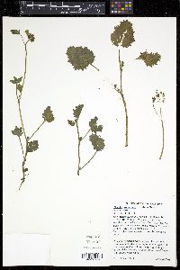 Phacelia grandiflora image