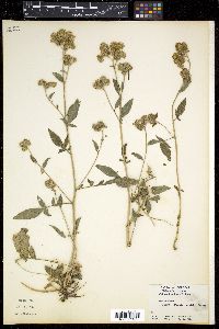 Phacelia mutabilis image