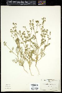 Eucrypta micrantha image