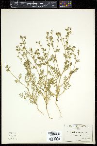 Eucrypta micrantha image