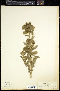 Phacelia magellanica image