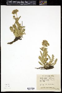 Phacelia lyallii image