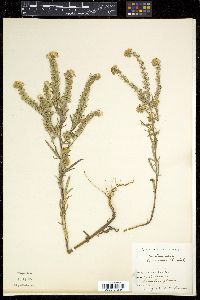 Phacelia linearis image