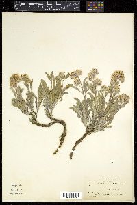 Phacelia leucophylla image