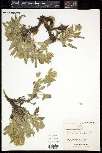 Phacelia leucophylla image