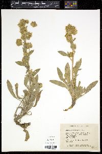 Phacelia leucophylla image