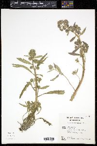 Phacelia leucophylla image