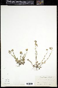 Phacelia parviflora image