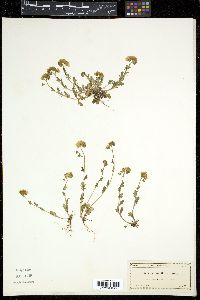 Phacelia parviflora image