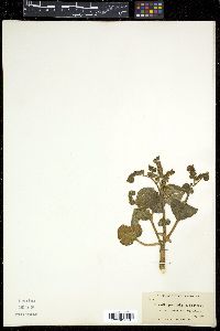 Phacelia pachyphylla image