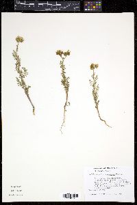 Phacelia neomexicana image