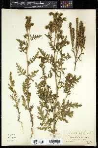 Phacelia neomexicana image