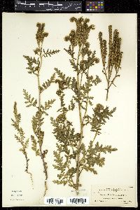 Phacelia neomexicana image