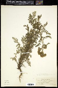 Phacelia alba image