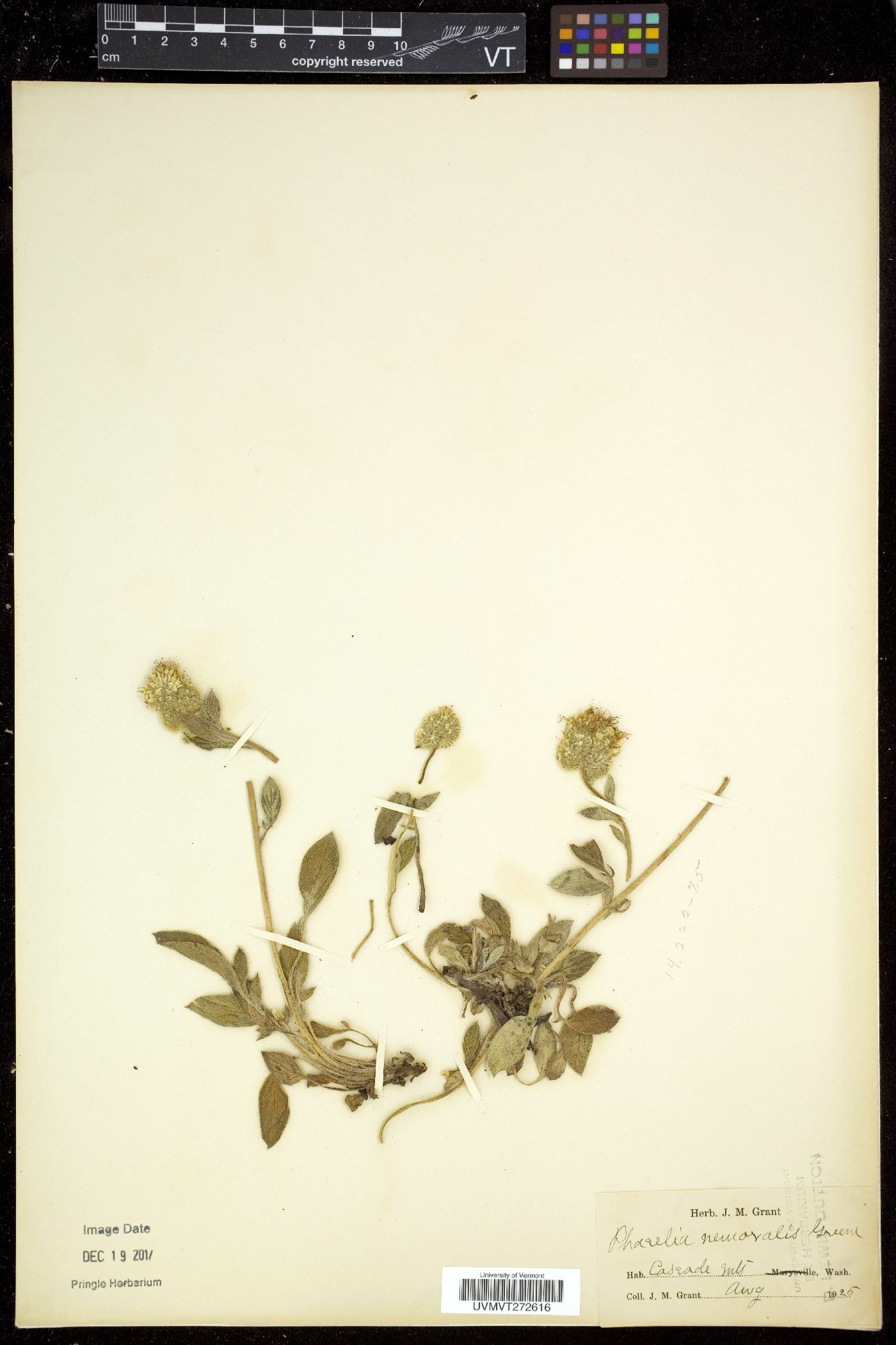 Phacelia nemoralis image