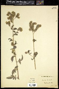 Phacelia nemoralis image