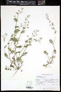 Phacelia purshii image