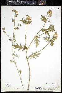 Phacelia purshii image