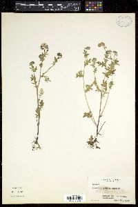 Phacelia purshii image