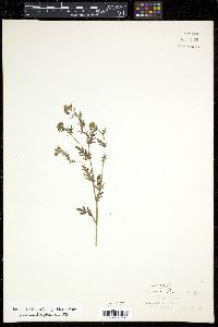 Phacelia purshii image