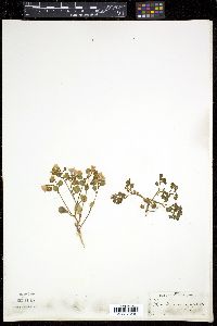 Phacelia pulchella image