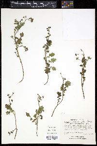 Phacelia platycarpa image